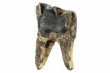 Fossil Woolly Rhino (Coelodonta) Tooth - Siberia #252052-2